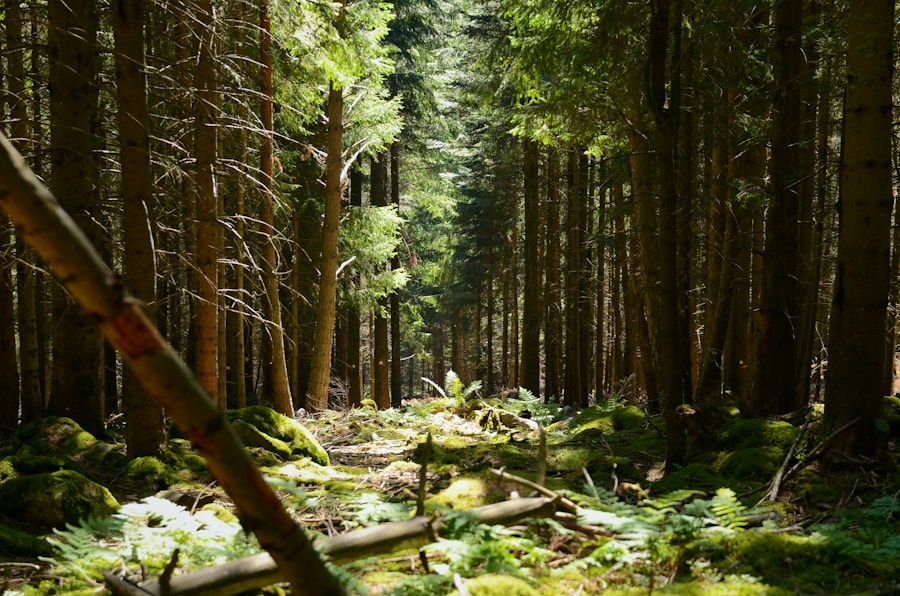 Naaldbos in de Jura
