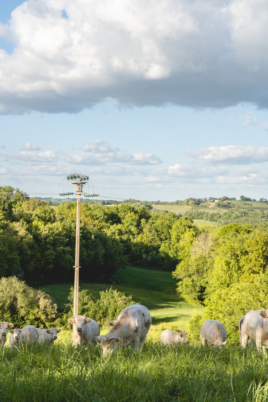 Weiden en bosranden van de Morvan